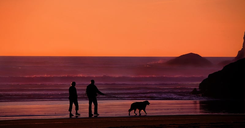 Chien et personne âgée : comment trouver le bon compromis pour vivre heureux ensemble