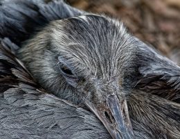 découvrez l'importance du sommeil pour votre santé et votre bien-être. apprenez des conseils pratiques pour améliorer votre qualité de sommeil et favoriser une meilleure récupération.