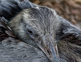 découvrez l'importance du sommeil pour votre santé et votre bien-être. apprenez des conseils pratiques pour améliorer votre qualité de sommeil et favoriser une meilleure récupération.