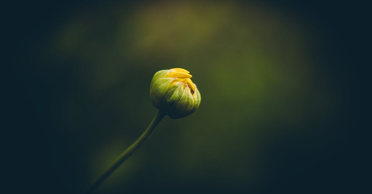 découvrez les bienfaits de l'accouchement naturel, une expérience intime et respectueuse du corps. apprenez les techniques, les préparations et le soutien disponibles pour vivre votre naissance en toute sérénité.