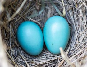 découvrez les bienfaits de l'accouchement naturel, une approche douce et respectueuse pour accueillir votre bébé. explorez les techniques, les préparations et les conseils pour vivre cette expérience unique en toute sérénité.