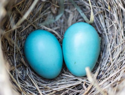 découvrez les bienfaits de l'accouchement naturel, une approche douce et respectueuse pour accueillir votre bébé. explorez les techniques, les préparations et les conseils pour vivre cette expérience unique en toute sérénité.