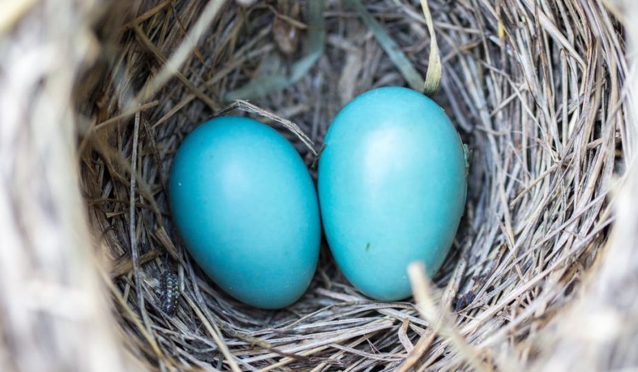 découvrez les bienfaits de l'accouchement naturel, une approche douce et respectueuse pour accueillir votre bébé. explorez les techniques, les préparations et les conseils pour vivre cette expérience unique en toute sérénité.