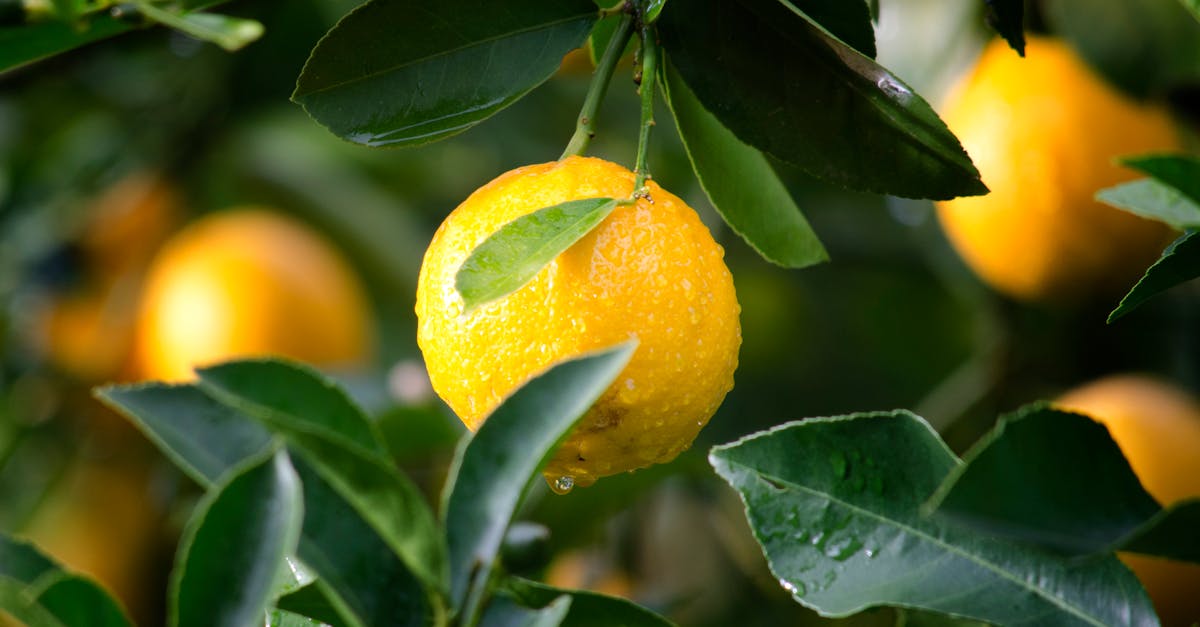découvrez les bienfaits des vitamines prénatales pour la santé de la mère et le développement optimal de votre bébé. nos recommandations d'experts et conseils vous aideront à choisir les meilleurs suppléments pour une grossesse épanouie.