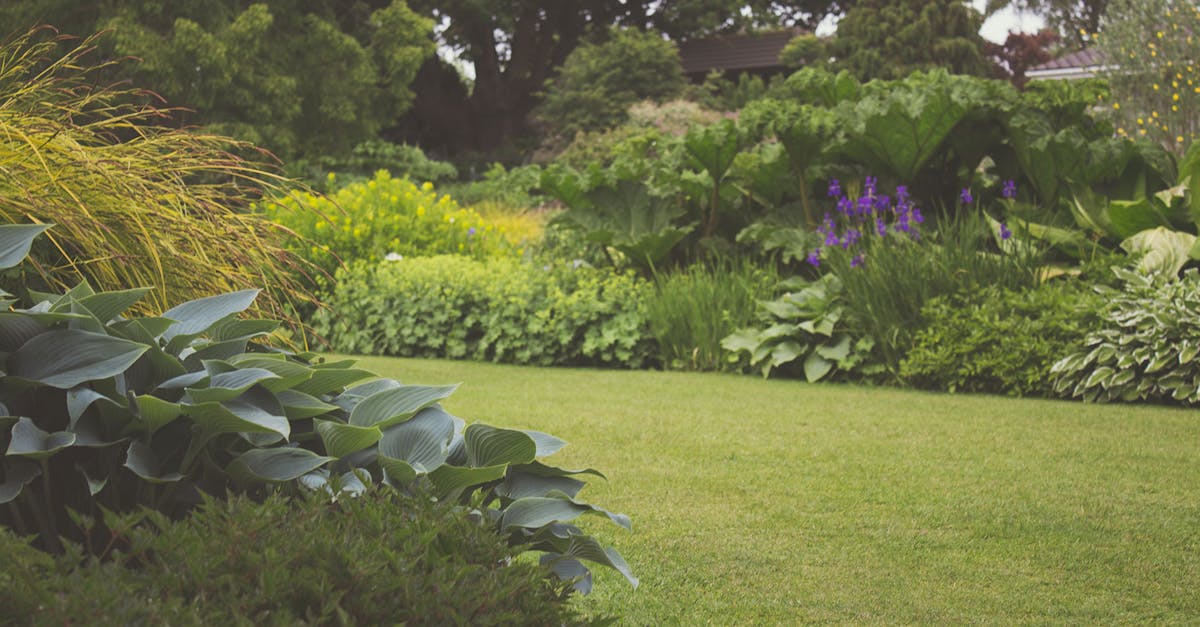 découvrez le monde fascinant du jardinage, apprenez des techniques pour cultiver vos plantes, fleurs et légumes, et transformez votre espace extérieur en un havre de paix. que vous soyez débutant ou expert, trouvez des conseils, des astuces et des inspirations pour votre jardin.