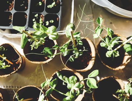 découvrez l'art du jardinage et apprenez à cultiver vos plantes avec passion. que vous soyez débutant ou expert, trouvez des conseils utiles, des astuces pratiques et des idées créatives pour transformer votre espace extérieur en un véritable havre de paix verdoyant.