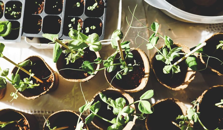 découvrez l'art du jardinage et apprenez à cultiver vos plantes avec passion. que vous soyez débutant ou expert, trouvez des conseils utiles, des astuces pratiques et des idées créatives pour transformer votre espace extérieur en un véritable havre de paix verdoyant.