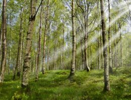 informations et conseils sur les allergies chez l'enfant : sympt&ocirc;mes, traitement et pr&eacute;vention pour garantir la sant&eacute; et le bien-&ecirc;tre des plus jeunes.
