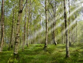 informations et conseils sur les allergies chez l'enfant : sympt&ocirc;mes, traitement et pr&eacute;vention pour garantir la sant&eacute; et le bien-&ecirc;tre des plus jeunes.