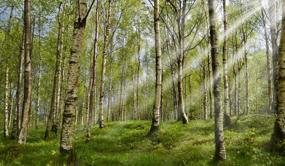 informations et conseils sur les allergies chez l'enfant : symptômes, traitement et prévention pour garantir la santé et le bien-être des plus jeunes.